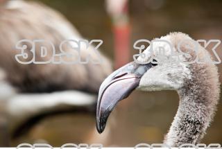 Head texture of gray flamingo 0010